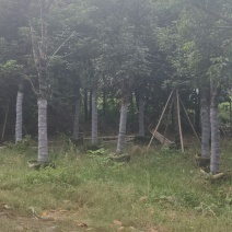 秋枫