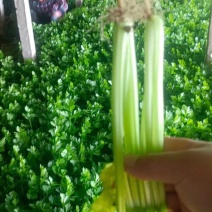 黑山县芹菜香芹