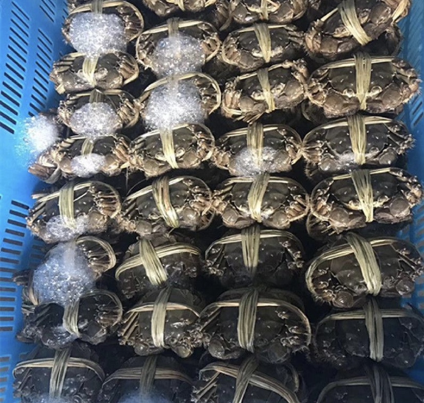 阳澄湖大闸蟹的防伪标识与外观特征展示