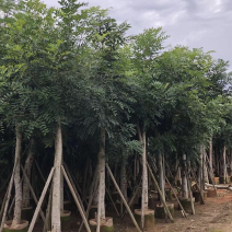 大量出售各种规格的桃花心木有须联系价格优惠