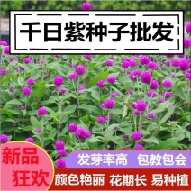 千日红花种春秋播种花海景观庭院阳台花卉盆栽花籽火球花种子