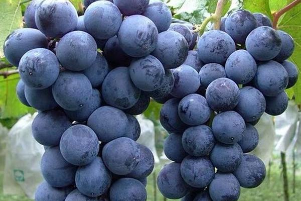 一张横向拼图展示夏黑葡萄果粉的实际使用场景:左侧为玻璃瓶装深紫色果粉倾倒出粉末;中部为透明杯中正在冲调的紫色液体;右侧为加入果粉制作的紫色马卡龙与纸杯蛋糕,背景为木质料理台与绿植,整体风格清新自然 夏黑葡萄果粉在厨房中的多种应用场景拼图