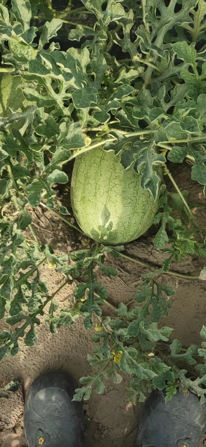 西瓜产地热销特小凤西瓜行情走势特小凤西瓜品种2元/斤通货规格运费待