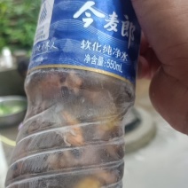 银蝉