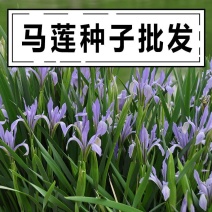 马莲种子马兰花种子马连多年生耐寒耐水耐涝水边花卉可水