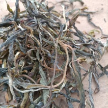 2022年夏茶，晒青毛茶，手工制作，机器挑选黄片