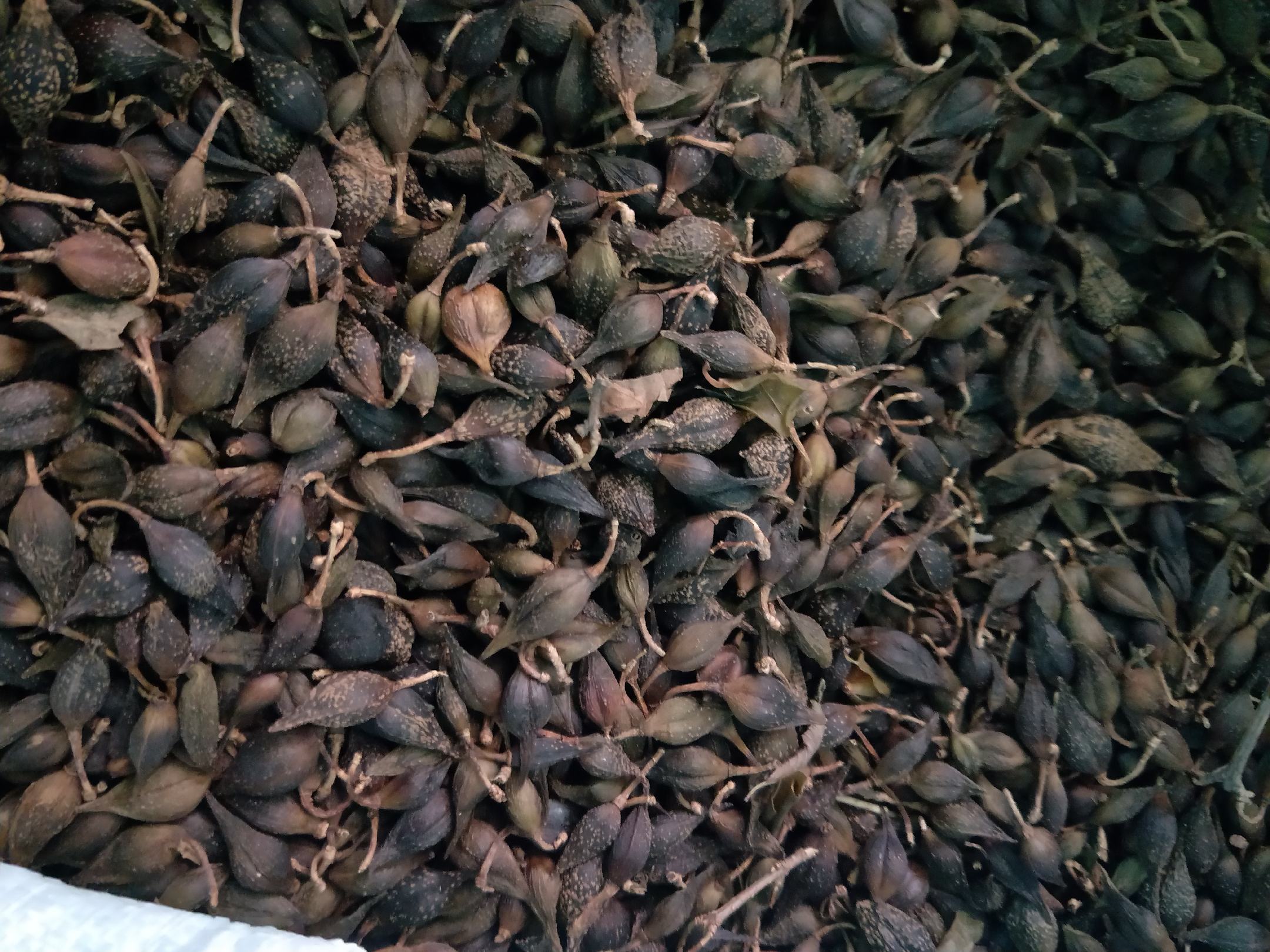 青翘颗粒成品图