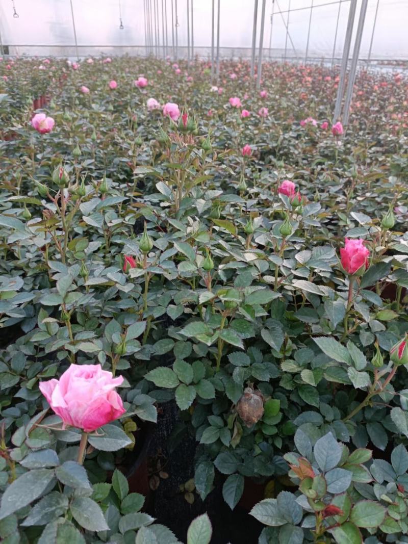 昆明花卉基地联系方式图片