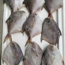鲳鱼