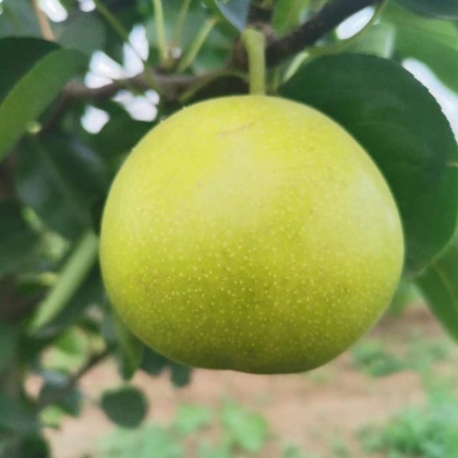 云南翠玉梨产地行情