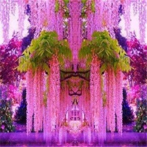 紫藤花种子垂吊花卉植物种子四季开花高产花种子庭院阳台观景