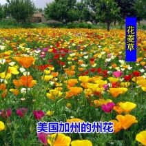 多年生花种子花菱草耐寒花籽喜阴四季开花庭院花草户外绿化花