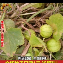 马炮瓜