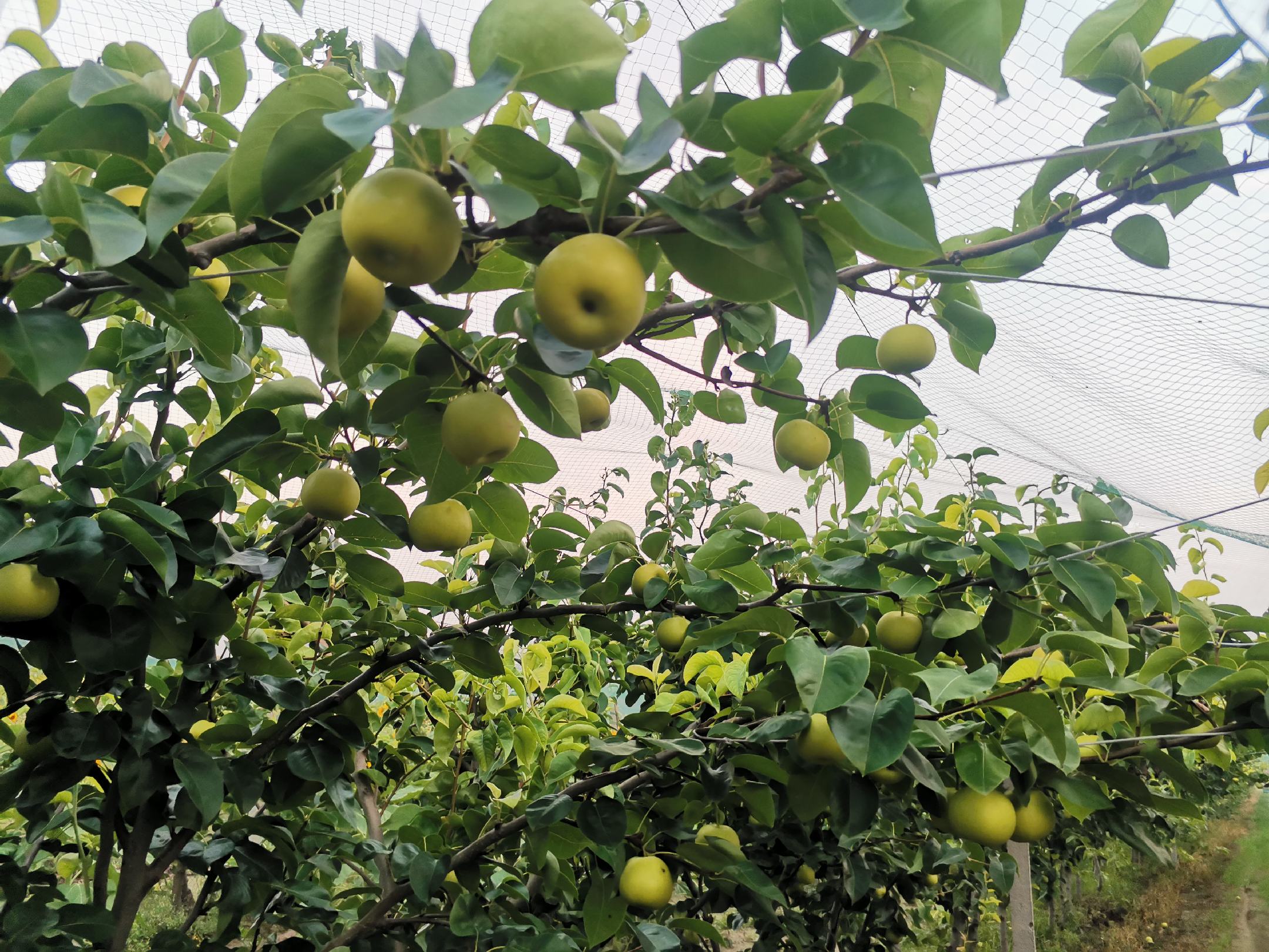 冬季果园中的绿宝石梨树,主干已被均匀涂白,形成明显的白色保护层。地面覆盖少量积雪,树体结构清晰,主枝分布合理。远处可见其他未涂白的树木对比,突出防护处理的重要性 绿宝石梨冬季涂白防护