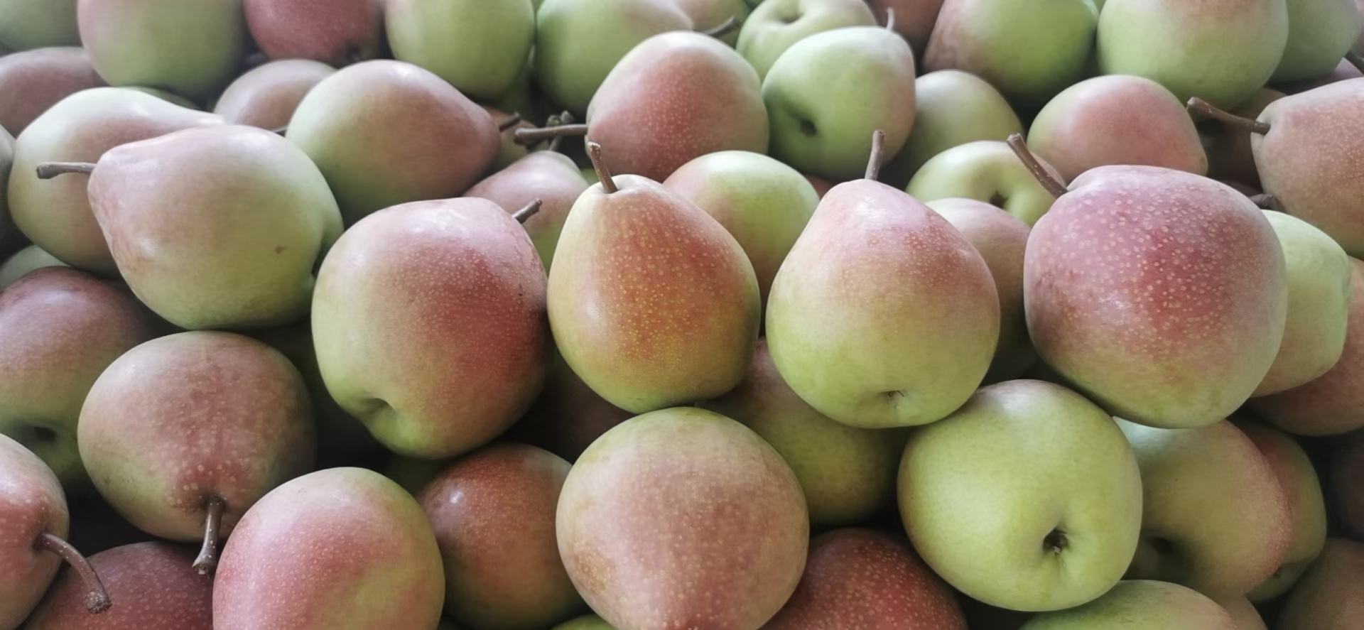 七月红梨果实特写