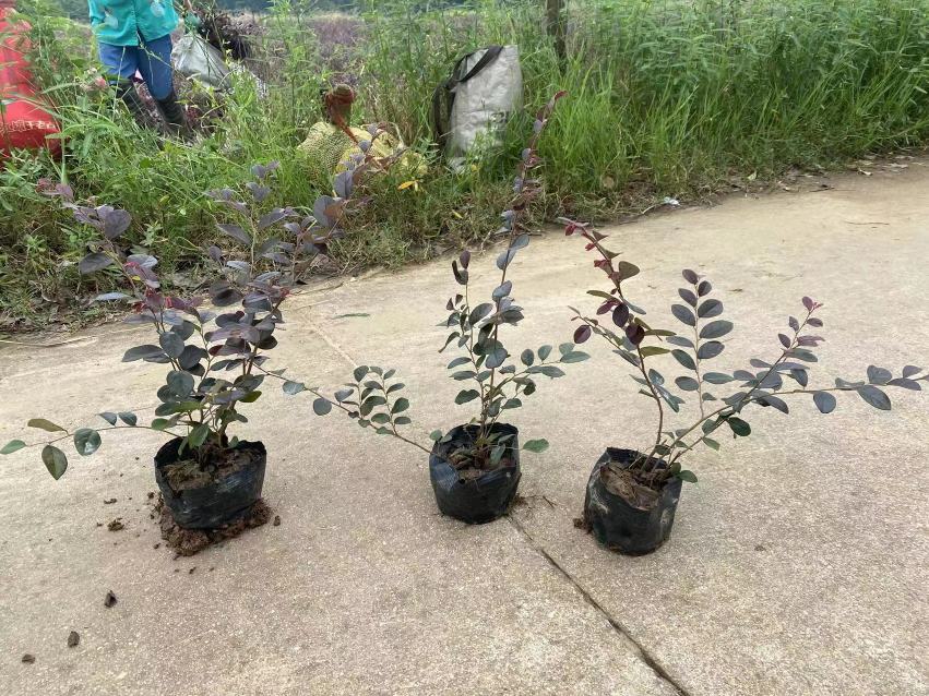 松红梅冬季补光管理示范图