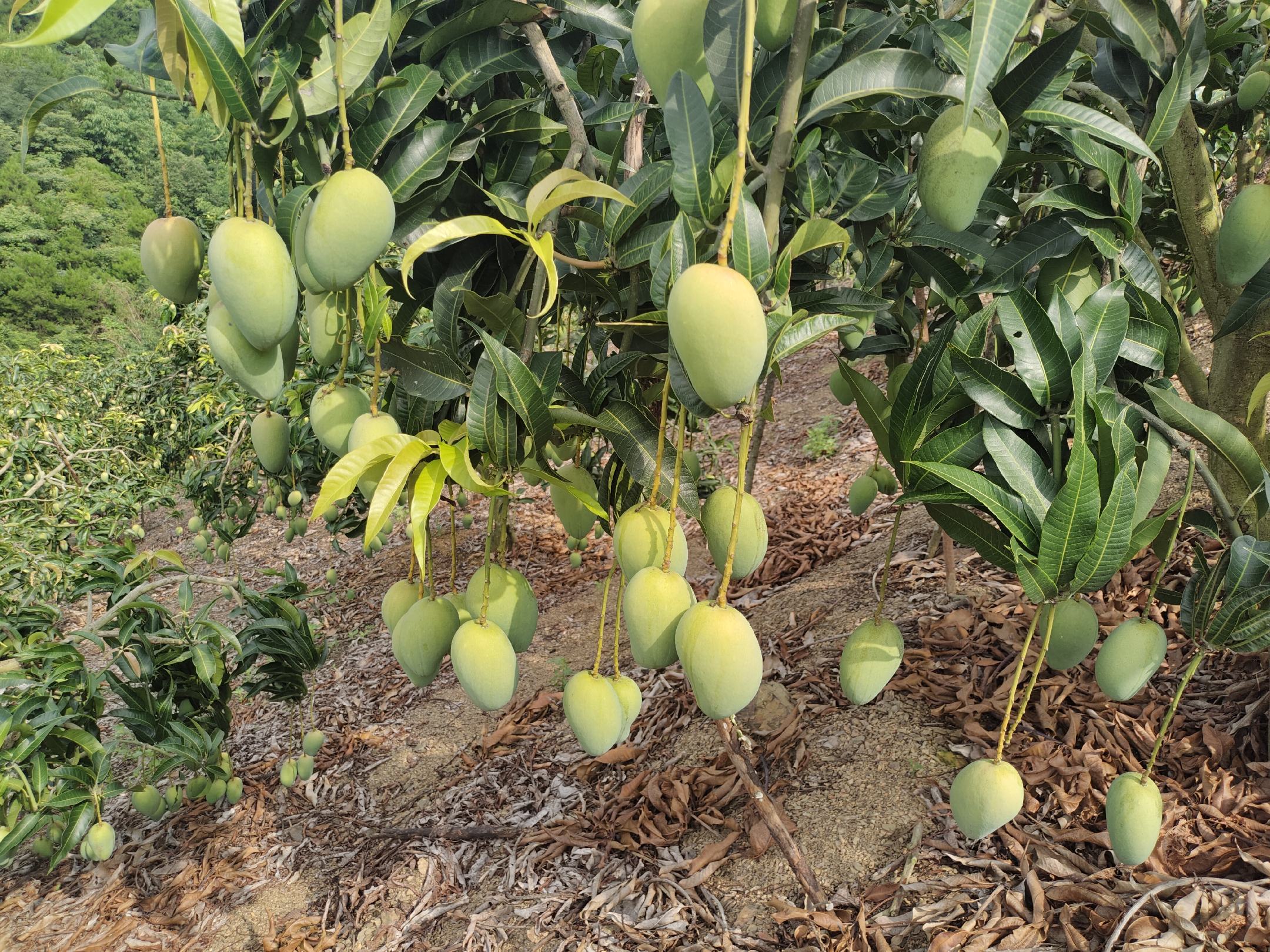 无人机俯拍的海南规模化小台芒种植基地实景:采用密植矮化栽培模式,行距3米×株距2米,树体结构紧凑,枝条经过修剪呈开心形,果实分布均匀,体现现代化热带果树管理标准 海南芒果种植基地航拍图:连片规整的矮化小台芒果园,树冠整齐低矮(高度约1.8米),部分果树挂满青黄相间果实,田间有工人进行疏果作业,背景可见热带植被与灌溉设施