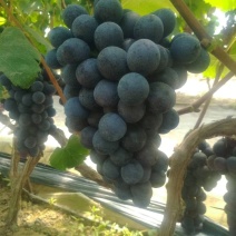 河北博鑫水果种植专业合作社：万亩葡萄基地马上上市