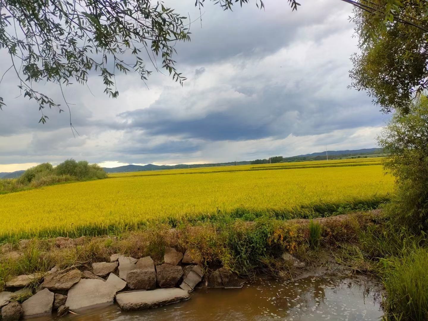 画面左侧为五湖长粒香大米的红色包装袋,印有“五湖长粒香”字样及稻穗图案;右侧是一片金黄色的成熟稻田,阳光洒落,农民正在收割,远处有青山环绕,展现生态种植环境 五湖长粒香大米包装展示与稻田背景融合图