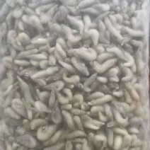 单冻小河虾