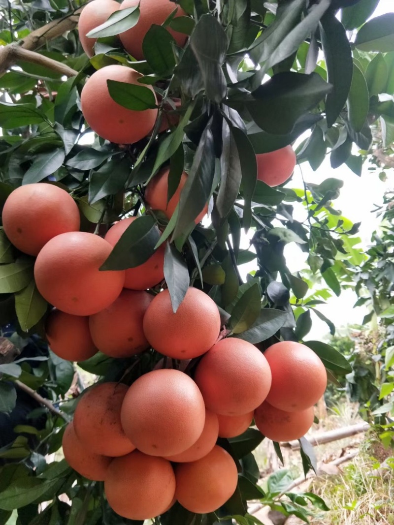 10元/斤福建西柚 产地直 _ 一亩田