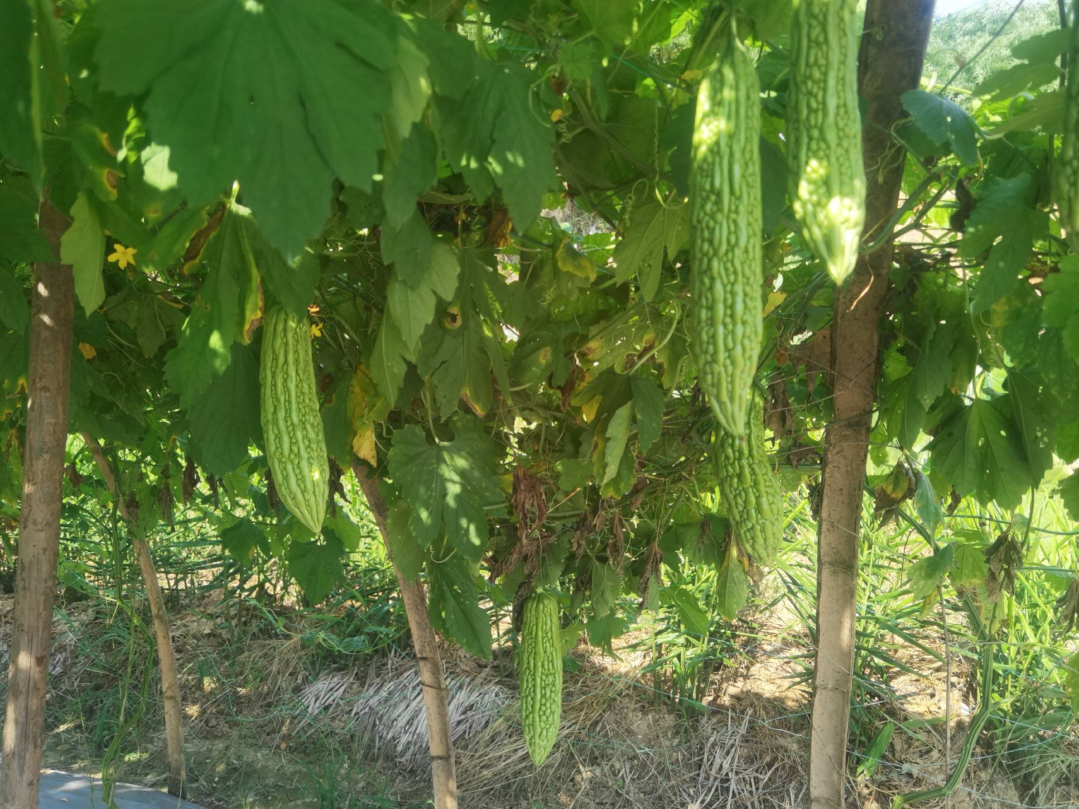 苦瓜盆栽生长情况