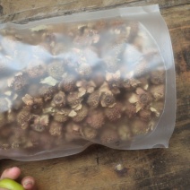 刺梨新货上市刺梨新的