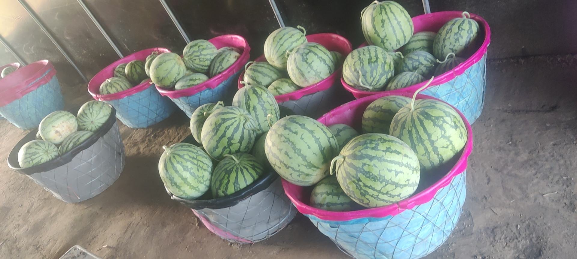 麒麟西瓜标准化采收全流程实景,突出工具规范、果柄长度、包装方式与冷链衔接 麒麟西瓜标准化采收场景:工人佩戴白手套使用不锈钢剪刀采摘,果实带1.5cm果柄,网套包装整齐码放于冷链周转箱中