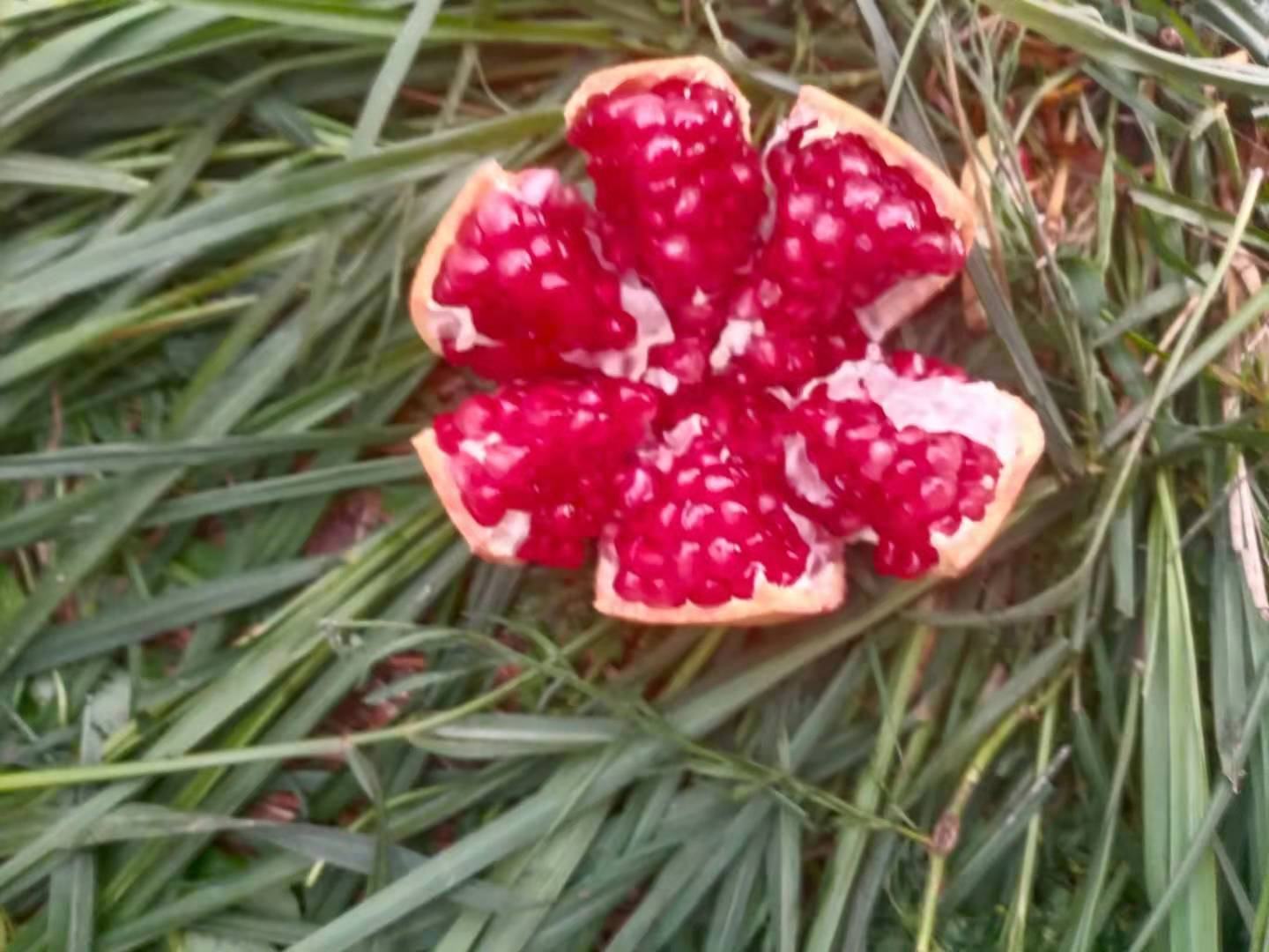 一颗成熟会理石榴被横向切开,露出晶莹剔透、密集排列的深红色籽粒,汁水充盈,背景虚化的绿叶衬托出果实的新鲜度,突出‘千房同膜,千子如一’的结构特征 切开的会理石榴特写