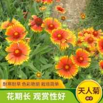 宿根天人菊种子春秋易种多年生室外庭院阳台盆栽景观绿化