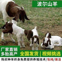 波尔山羊自由挑选《免费运输货到付款》报销路费