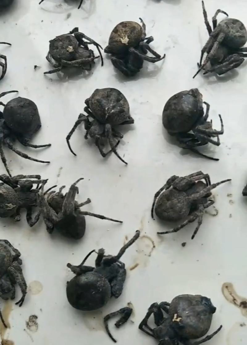 东北蜘蛛蝼蛄鼠妇马粪包