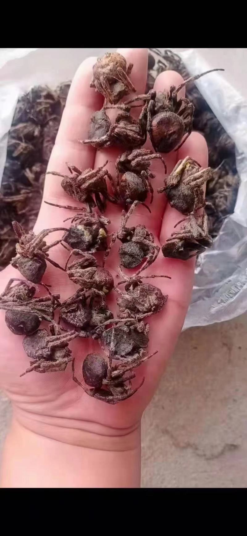 东北蜘蛛蝼蛄鼠妇马粪包