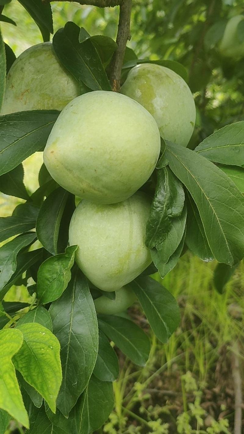 [青奈李批发]奈李大量上市价格1.60元/斤 - 一亩田