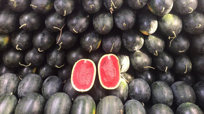 黑美人西瓜果实特写