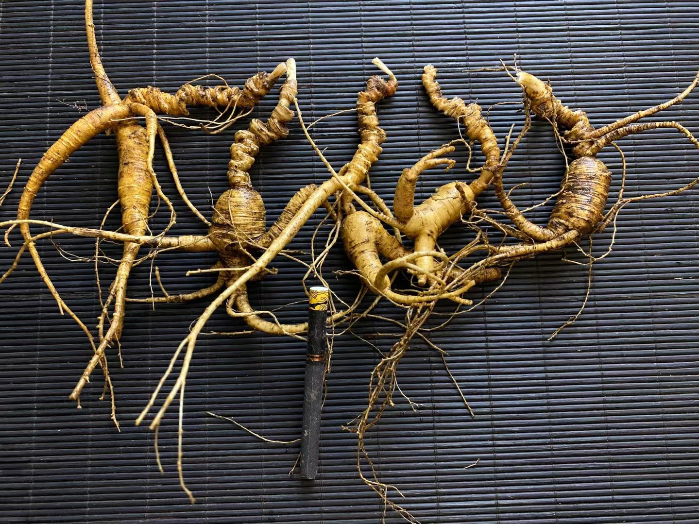 长白山野山参50年库存鉴定现场工作照