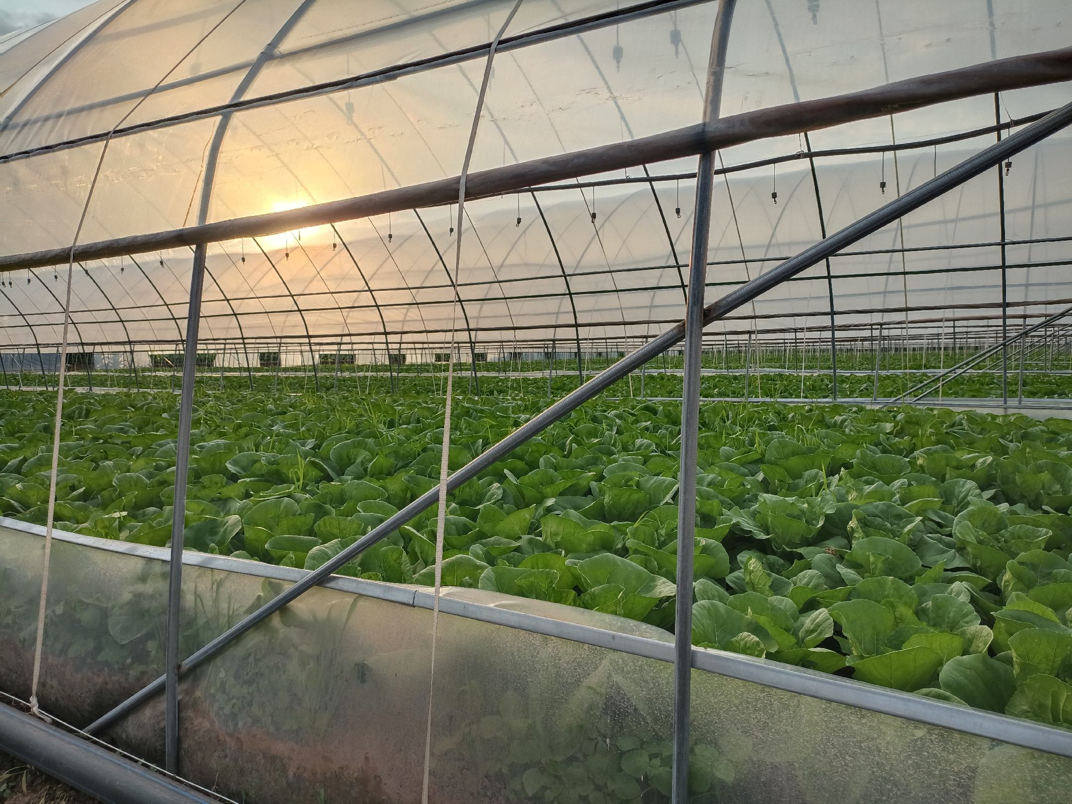 现代化蔬菜种植大棚内景