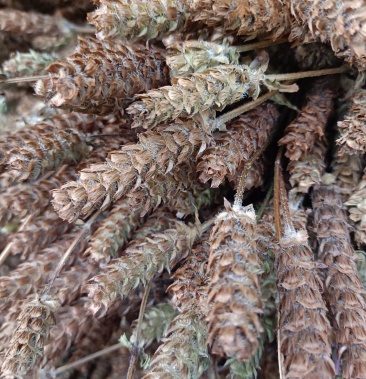 夏枯草野生新鲜晒干夏枯球中草药夏枯草茶散结夏枯草整株干净