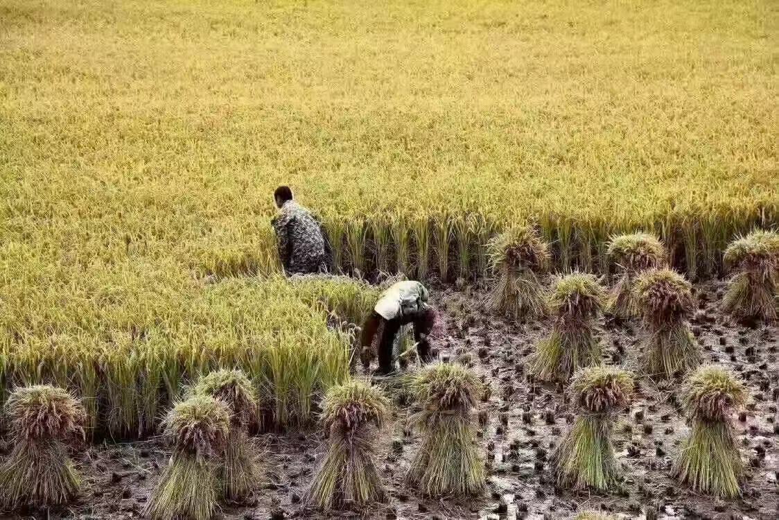 稻田长粒香大米的稻田种植场景