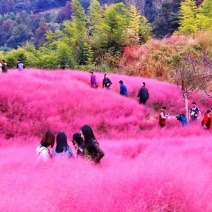 粉黛乱子草植株多年生观赏草毛芒乱子草种子粉米利草