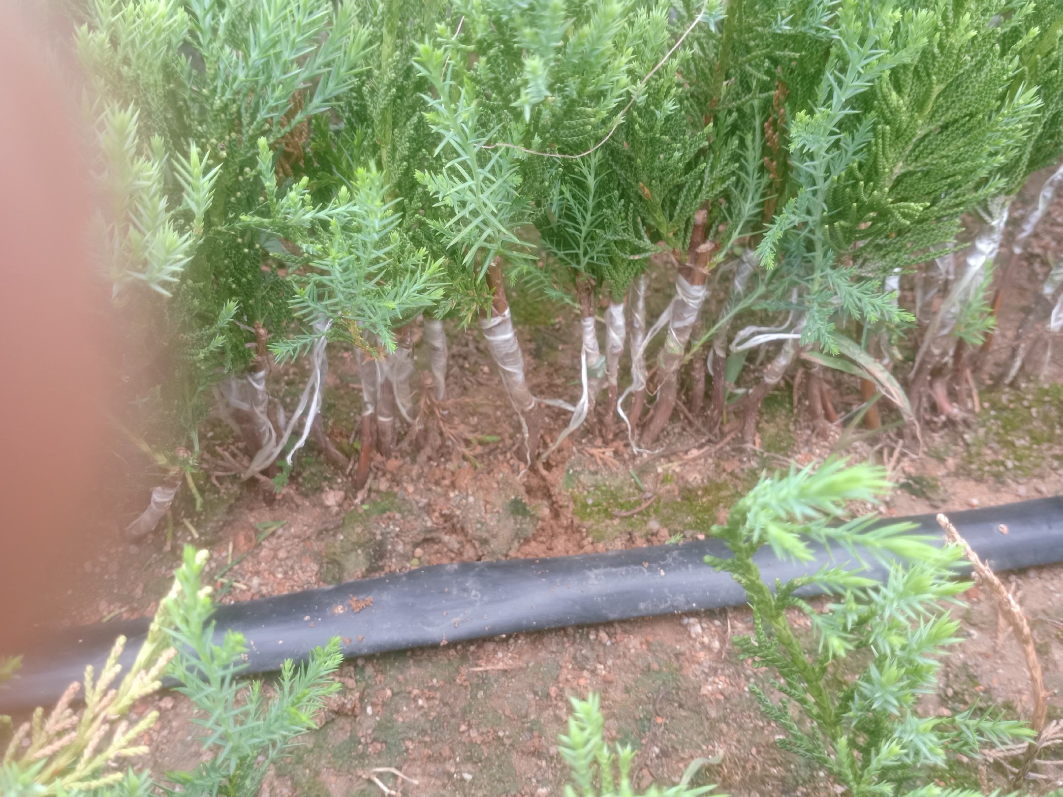 图片展示龙柏枝条上紧密排列的鳞片状叶片,叶片细小,呈单叶结构,无明显小叶分隔 龙柏枝条与叶片特写