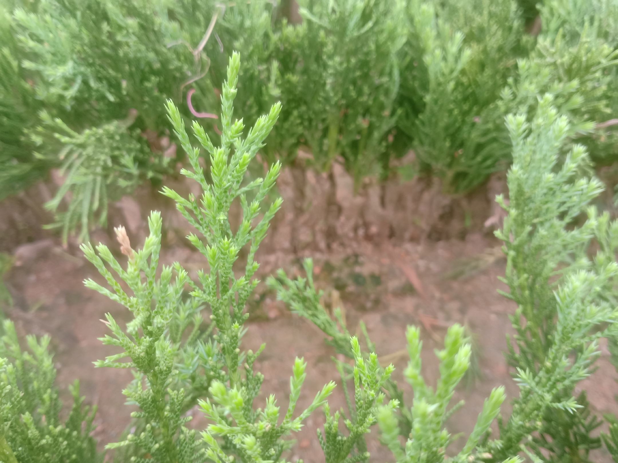 一只手轻轻揉搓侧柏的鳞状叶片,绿色汁液微渗,袅袅青烟般的香气似可感知,背景虚化突出叶片细节,展现植物释放香味的瞬间 手捏侧柏叶片释放香气特写