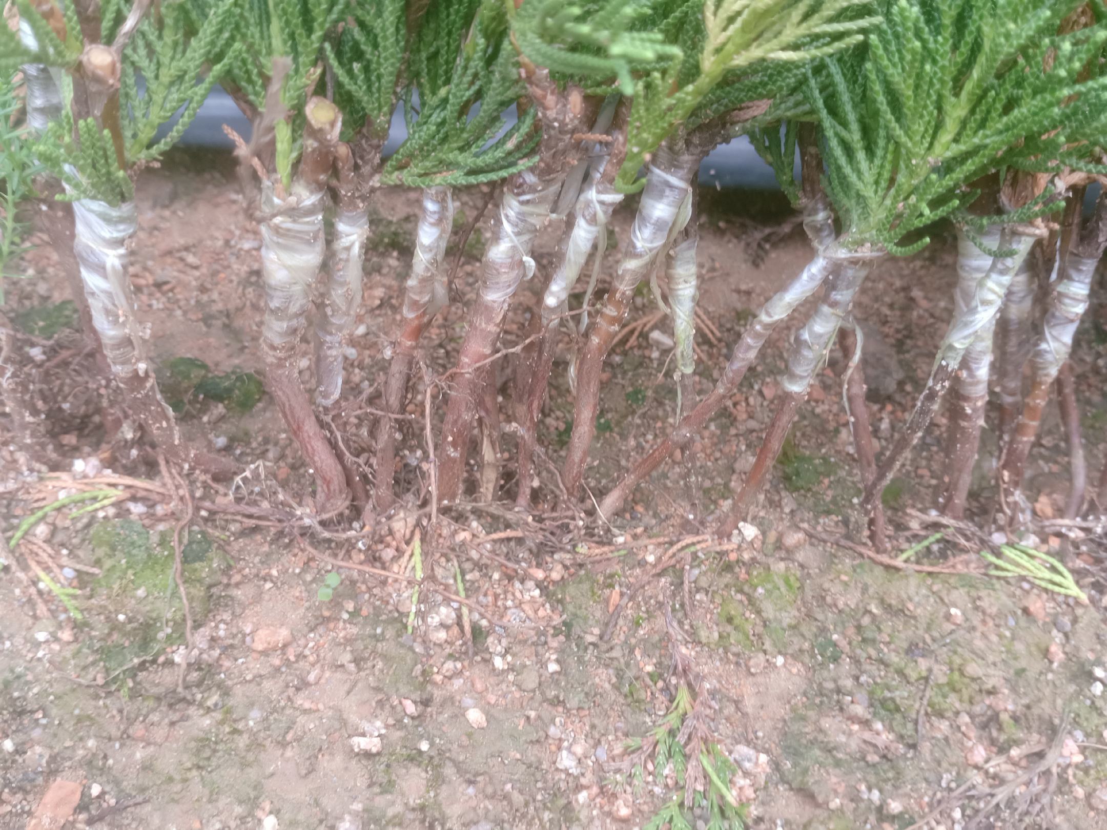 龙柏扦插繁殖示意图,展示扦插操作过程及枝条处理 龙柏扦插繁殖示意图