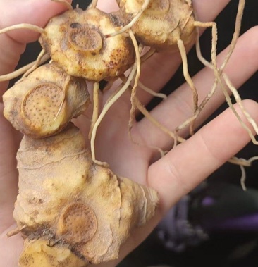 [野生黄精批发]野生黄精价格10.50元/斤 - 一亩田