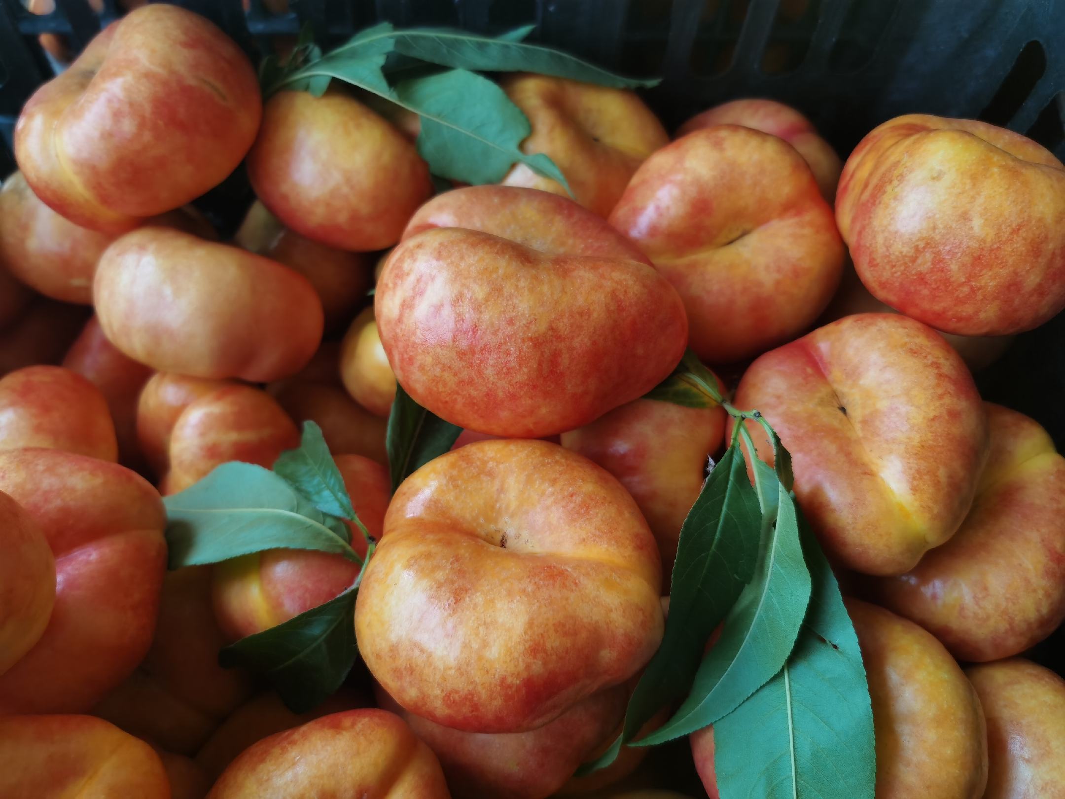 新鲜蟠桃摆放在竹篮中的田园风格画面