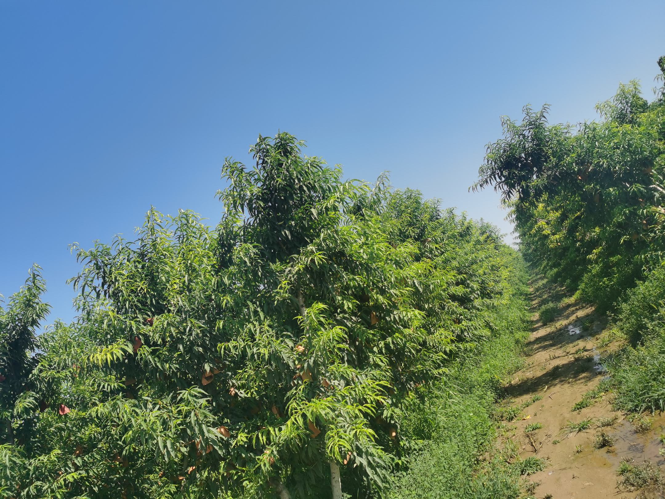 黄肉蟠桃挂满枝头的成熟果园全景