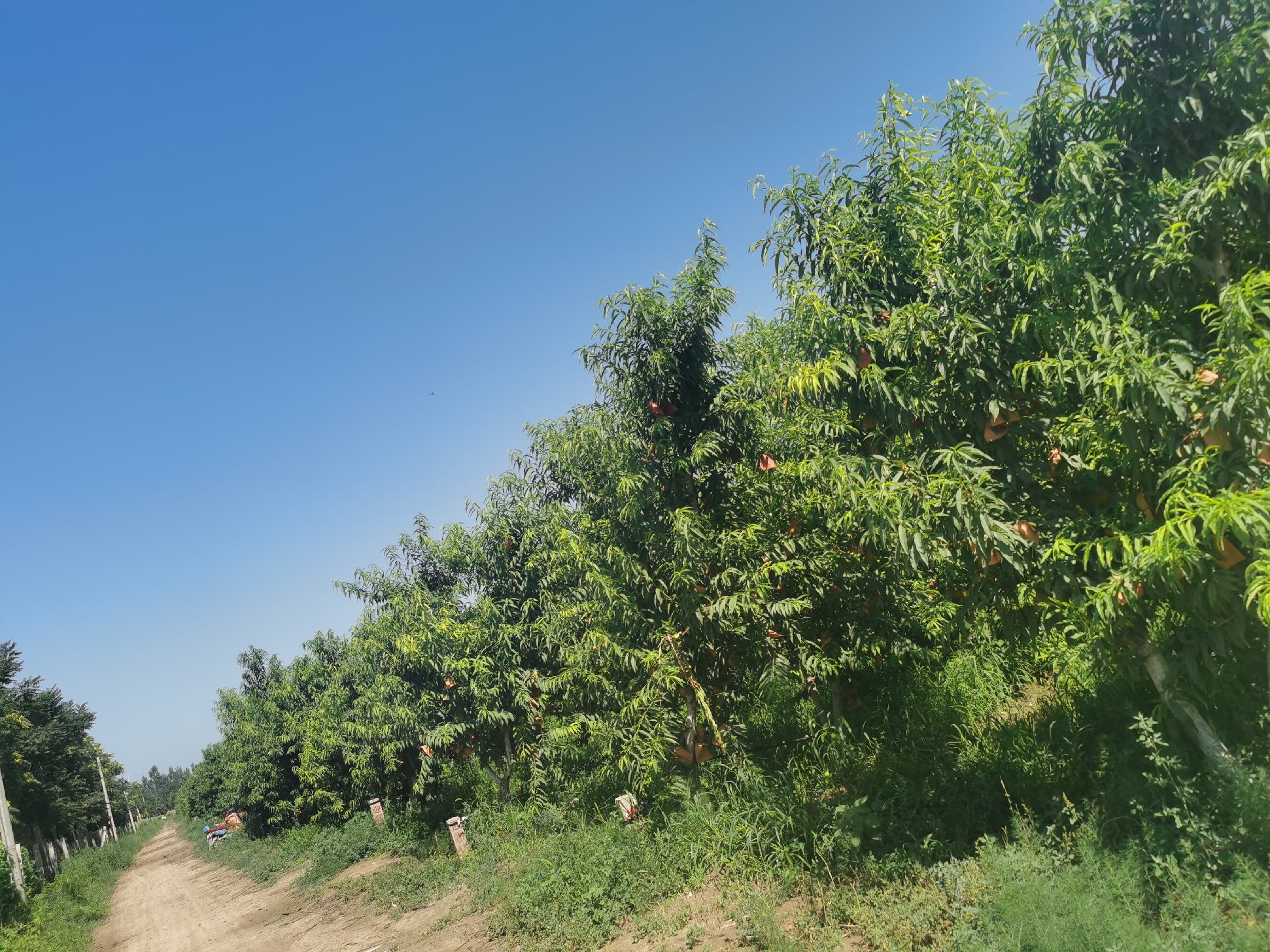 展示一片蟠桃种植园,阳光下的蟠桃树挂满果实 蟠桃种植园
