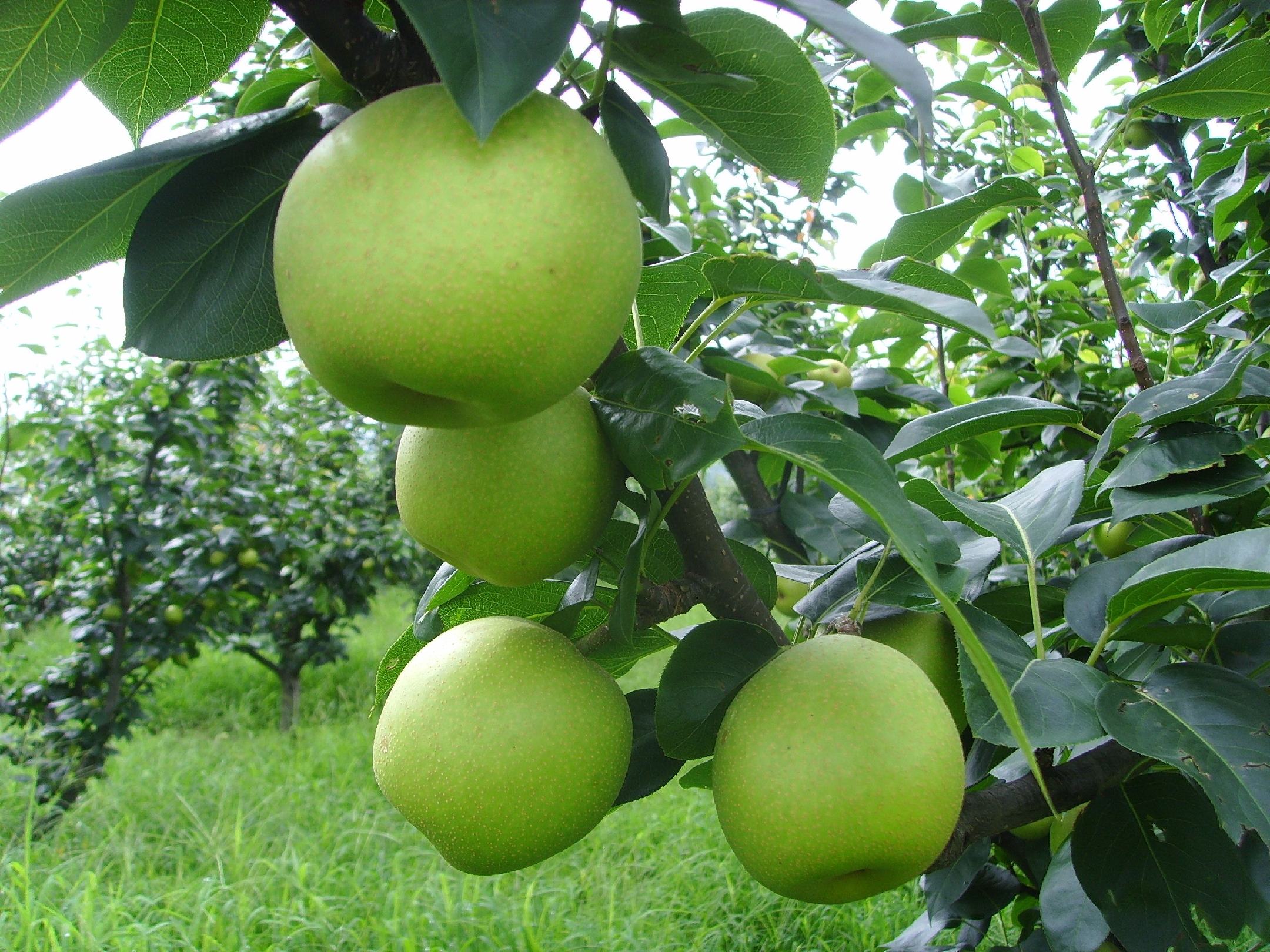 百里洲翠冠梨果园实景图