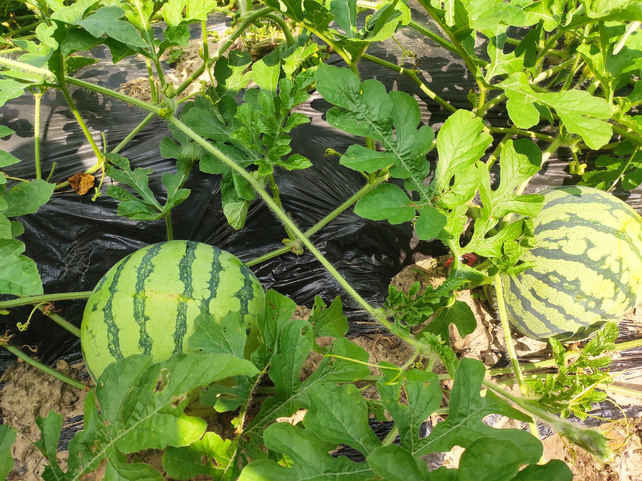 8424西瓜不同生育期关键农事操作对照表