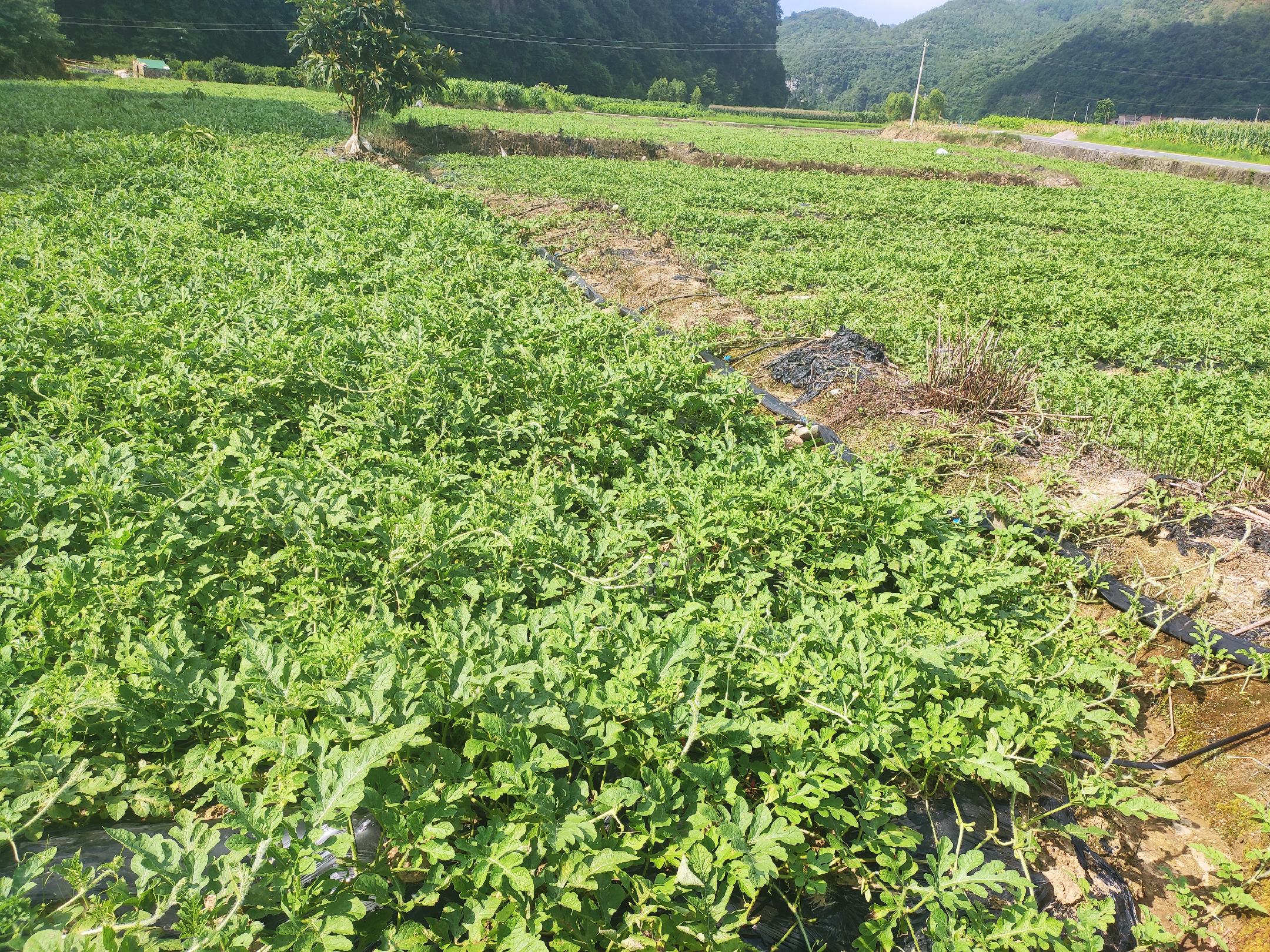 8424西瓜种植基地航拍图